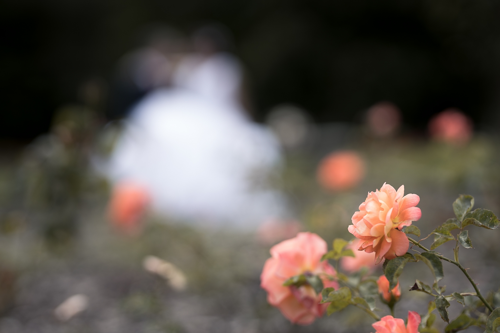 Svatba Růžový sad Lidice - lavička a růže